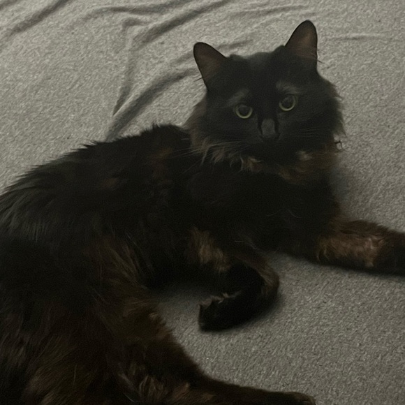 Meet your Posher, Triston - Picture 1 of 1